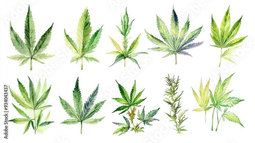 Variety of Cannabis leaves including sativa and indica Medicinal marijuana foliage Hemp seeds and oil Watercolor illustration created by hand set against a white background