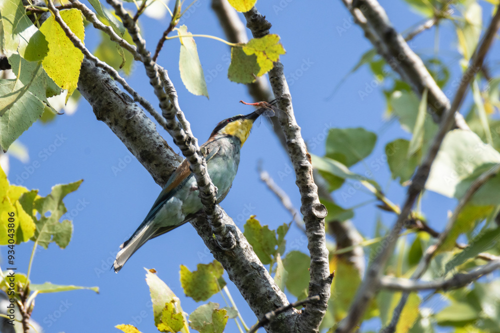 gruccione comune, Merops apiaster , all'oasi naturalistica di Manzolino. gruccione comune, Merops apiaster , all'oasi naturalistica di Manzolino.