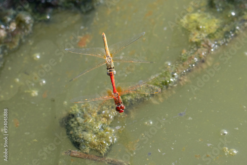 libellule in accoppiamento all'oasi naturalistica di Manzolino. photo