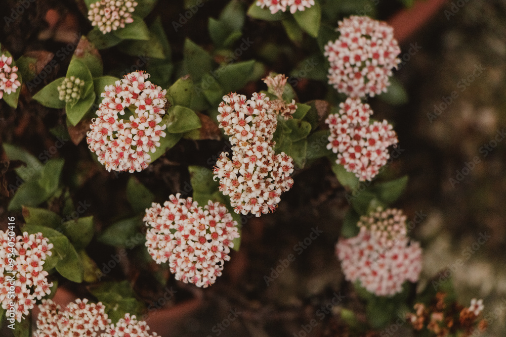 crassula succulent in full bloom crassula succulent in full bloom