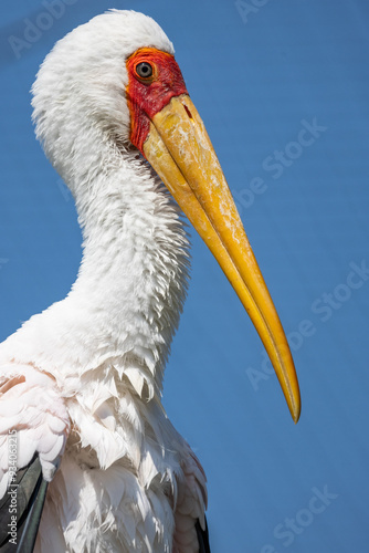 Tantalo beccogiallo, Mycteria ibis, all'oasi naturalistica.