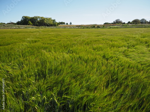 Campo de cebada verde en Lerma