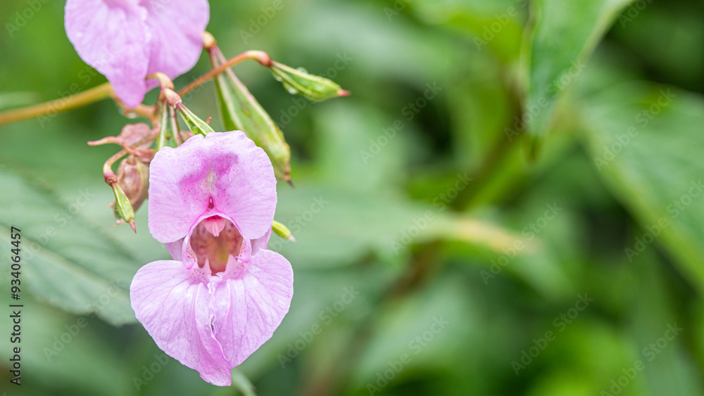 Obraz premium Indisches Springkraut