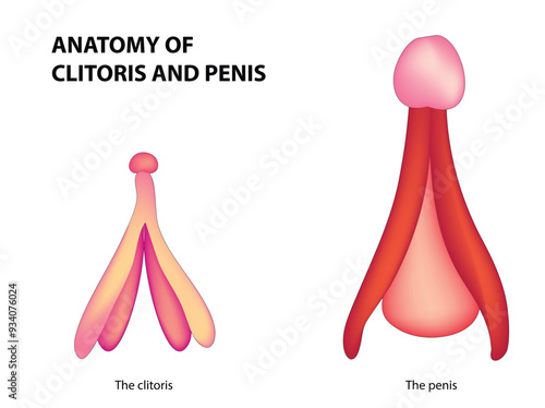 Anatomy of clitoris and penis