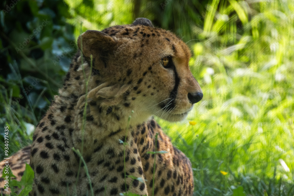 Ghepardo, Acinonyx jubatus, all'oasi naturalistica. Ghepardo, Acinonyx jubatus, all'oasi naturalistica.