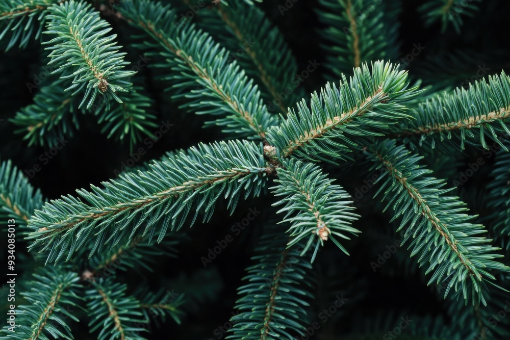 Close-up of Pine Branches Close-up of Pine Branches