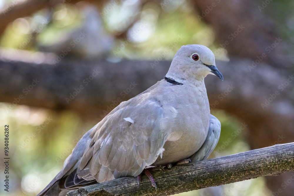 tortora dal collare, Streptopelia decaocto, al parco faunistico. tortora dal collare, Streptopelia decaocto, al parco faunistico.