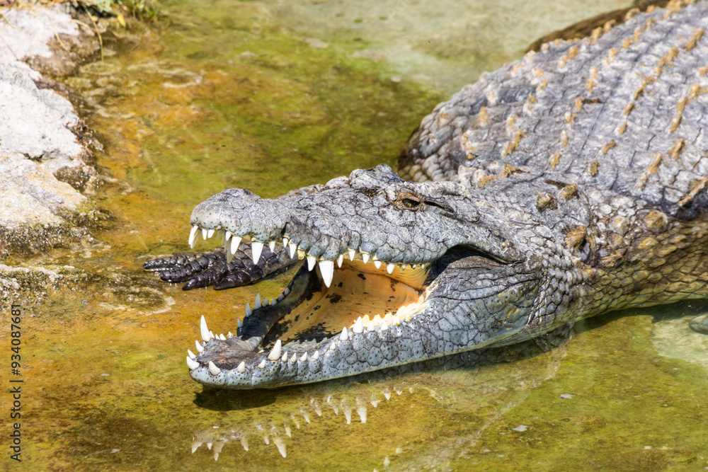 Fototapeta premium Coccodrillo del Nilo, Crocodylus niloticus, nel parco faunistico.
