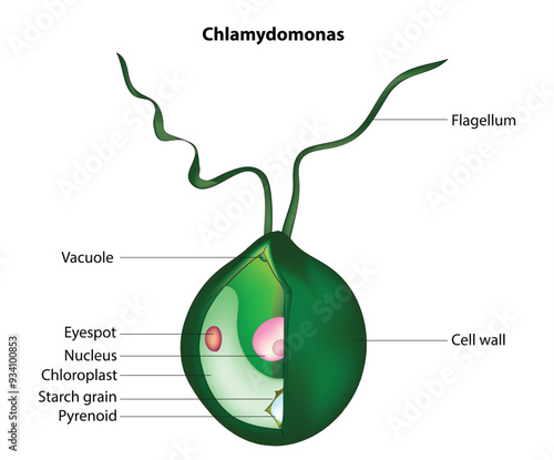 Chlamydomonas diagram