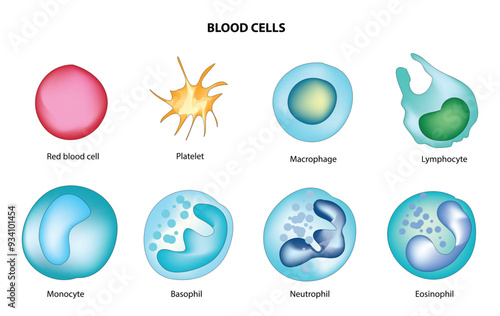 Blood cells