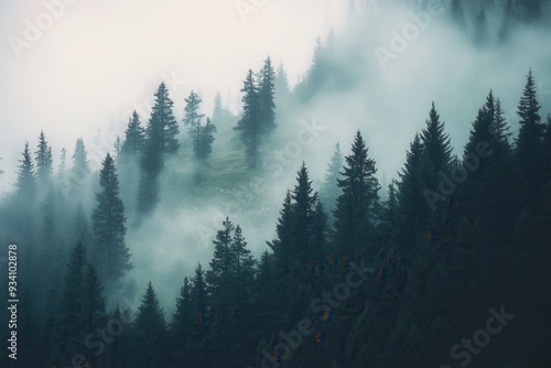 A serene misty pine forest with dense trees in soft, diffused light.