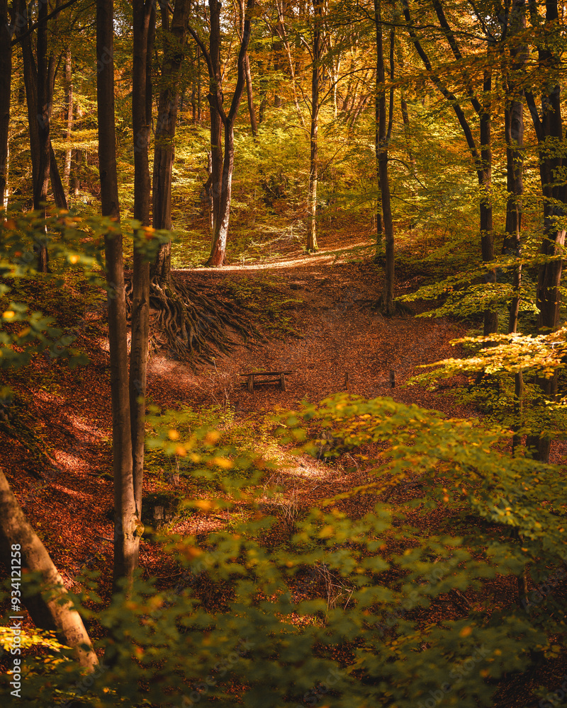 Fototapeta premium Pathway in the forest in autumn