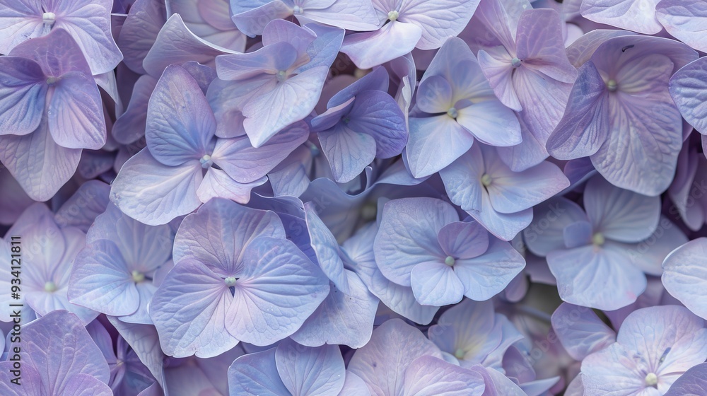 A delicate pattern of purple hydrangea petals A delicate pattern of purple hydrangea petals