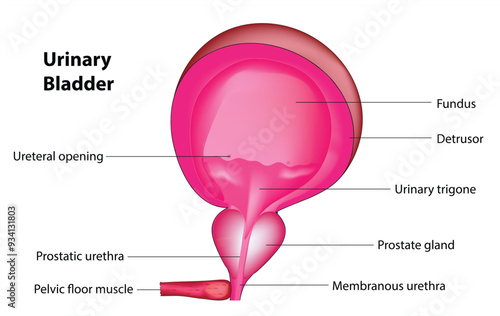 Anatomy of urinary bladder (Urinary tract)