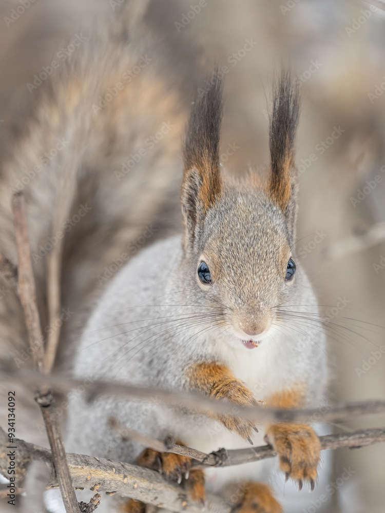 Fototapeta premium The squirrel sits on a branches without leaves in the winter or autumn