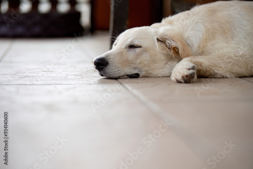 Labrador mutt dog sleeping on the floor.