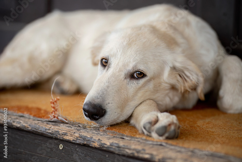 Fotografie Labrador mutt dog lies on a bench.