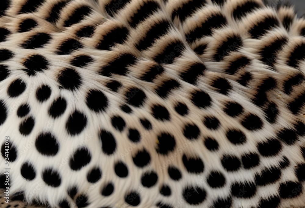 Close-up of a leopard's fur, showing the distinctive spotted pattern Close-up of a leopard's fur, showing the distinctive spotted pattern
