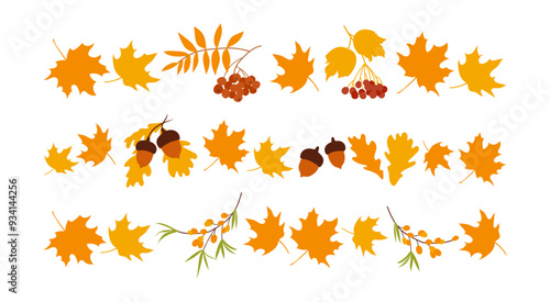 Fall border lines from autumn botanical leaves and berries. Set of autumn leaves pattern line, herbal elements. Fall orange leaves and acorns. Decorations for Back to School, Halloween, Thanksgiving.