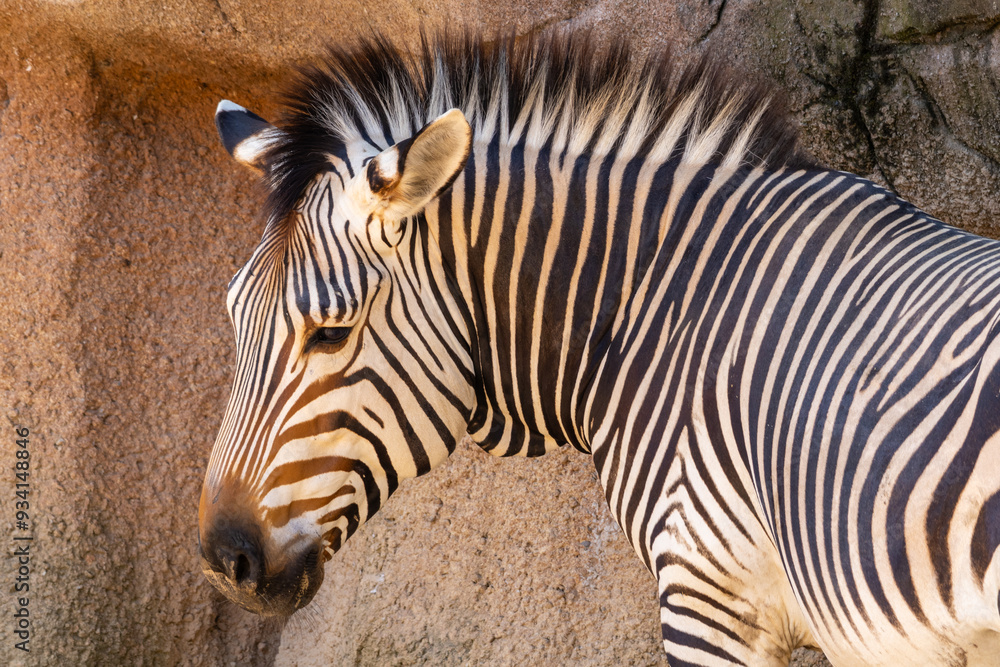 Fototapeta premium Zebra di montagna, Equus zebra hartmannae, al parco faunistico.