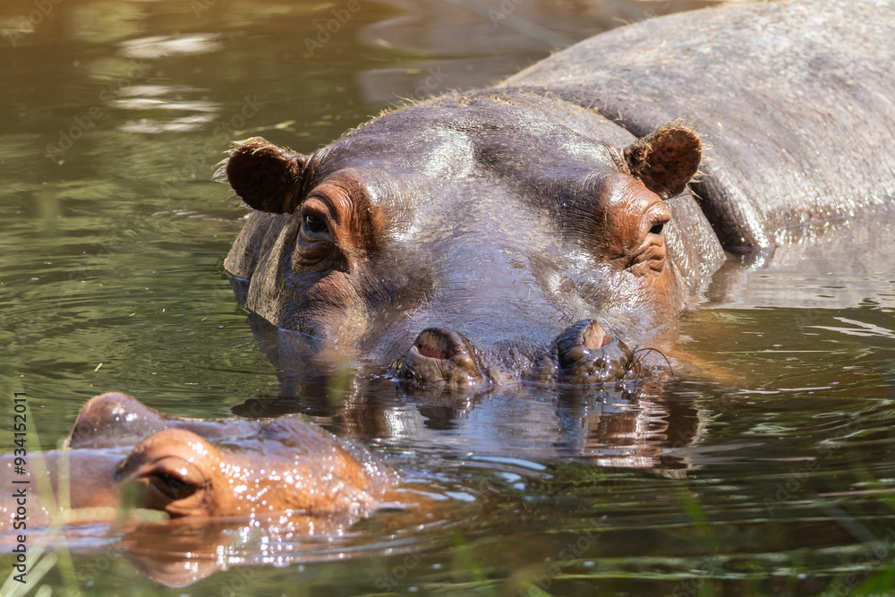 Fototapeta premium IPPOPOTAMO, Hippopotamus amphibius, al parco faunistico.