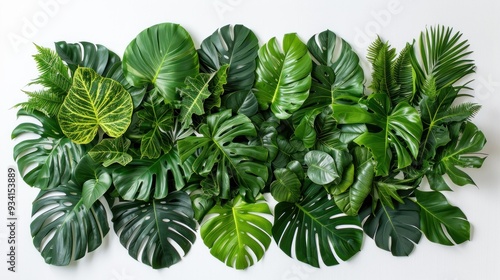 Tropical plants on white background, broad leaves, intricate veins, diverse green shades, wide-angle lens, afternoon, hyper-realistic, bright natural lighting.