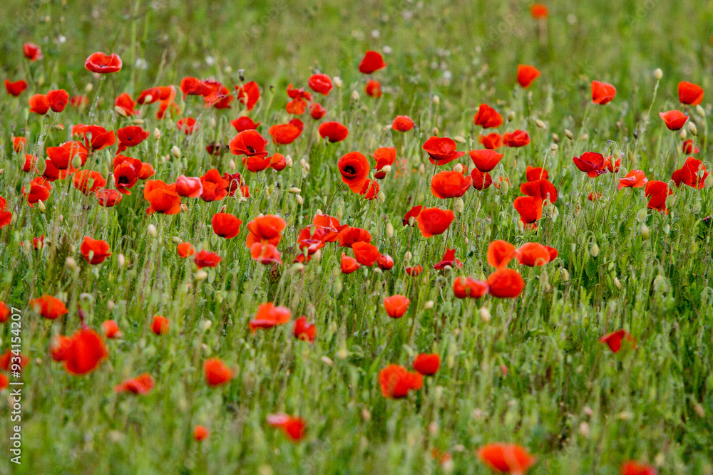 Campo de amapolas rojas en primavera, paisaje floral vibrante Campo de amapolas rojas en primavera, paisaje floral vibrante