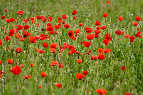 Campo de amapolas rojas en primavera, paisaje floral vibrante