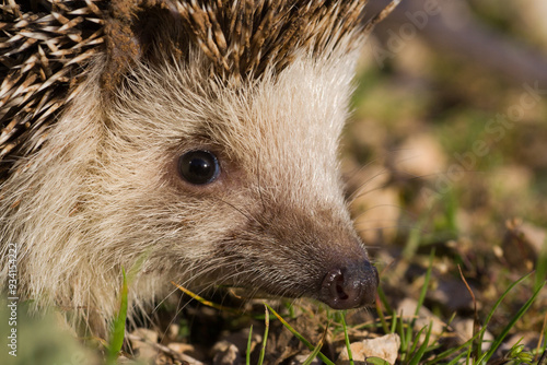 Primer plano de erizo en su hábitat natural: detalle de la fauna silvestre