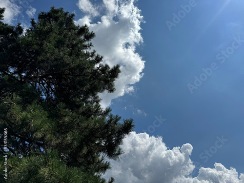 Pine tree against sky and clouds.