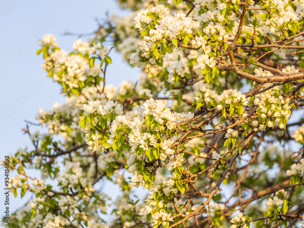 White blossoming apple trees. White apple tree flowers White blossoming apple trees. White apple tree flowers