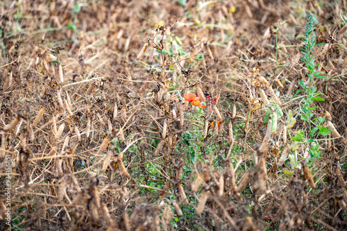 Wallpaper Mural In Estonia, fiori di prato durante il mese di agosto.  Torontodigital.ca
