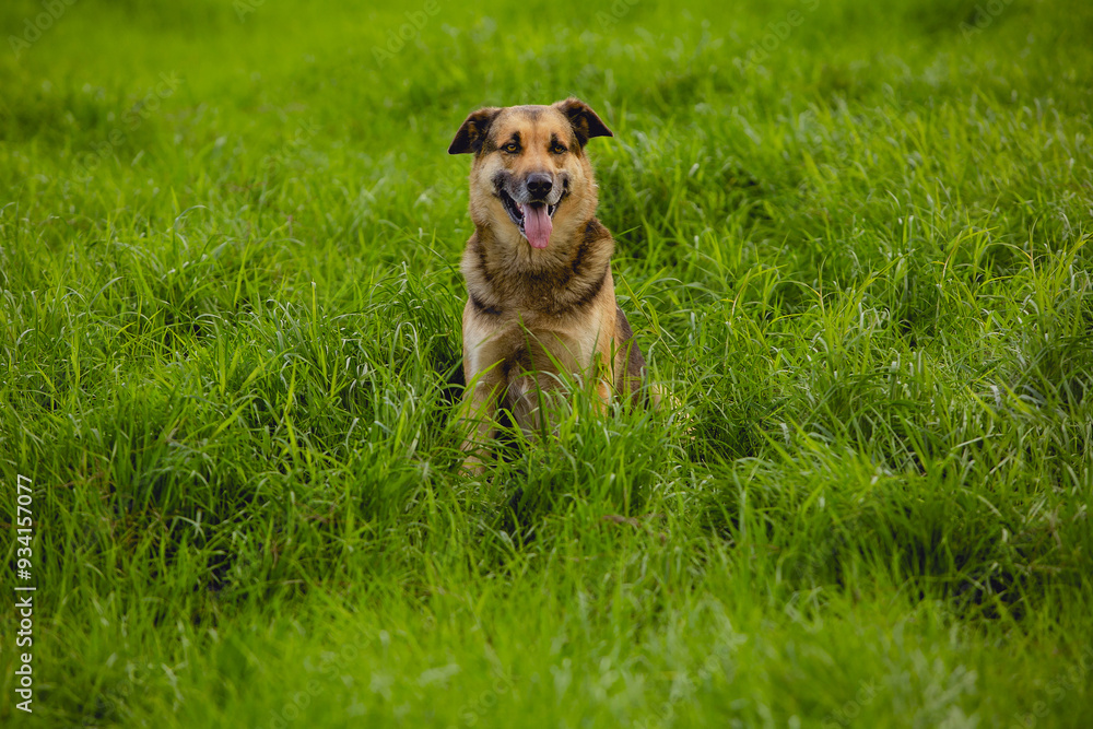 Large dog, in the middle of the pasture, sitting, looking directly at the camera. Large dog, in the middle of the pasture, sitting, looking directly at the camera.