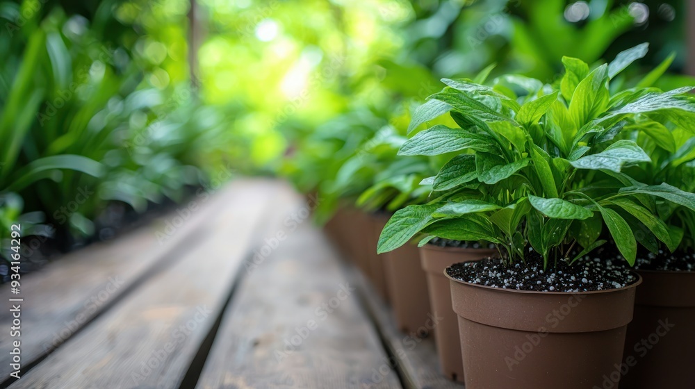 Lush greenery with potted plants along a wooden pathway, creating a serene atmosphere in a garden setting. Lush greenery with potted plants along a wooden pathway, creating a serene atmosphere in a garden setting.