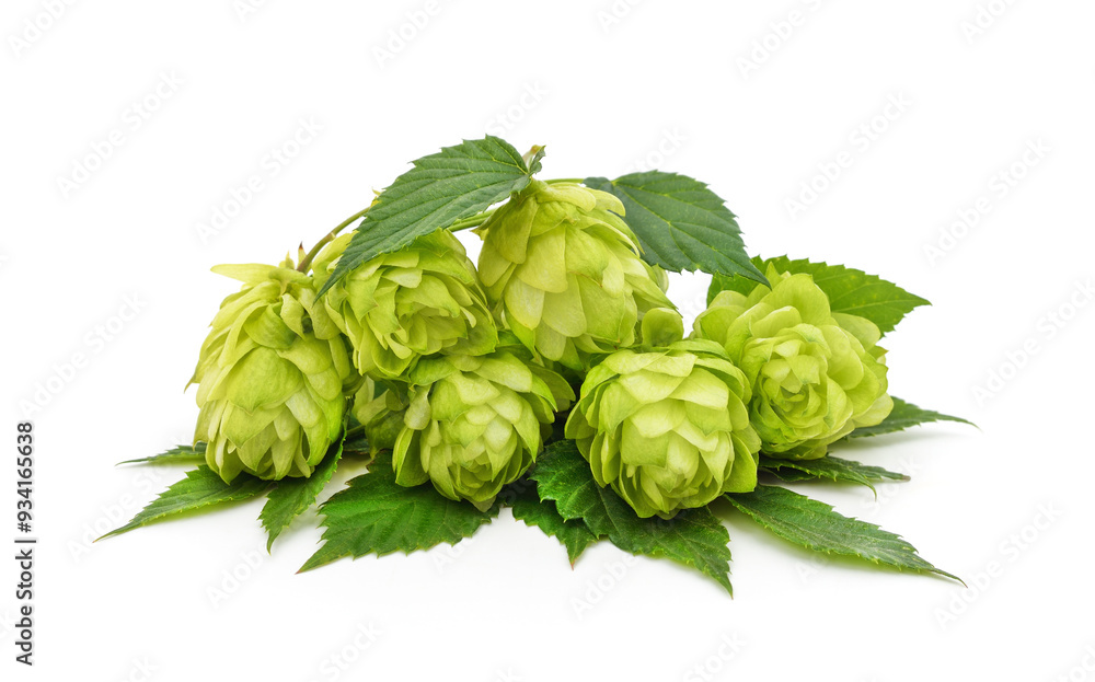 Fototapeta premium Bunch of green hop cones.