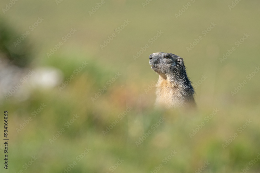 Alpine marmot or groundhog (Marmota marmota) standing oin a green alpine prairie on blurred background, Alps, Italy.
