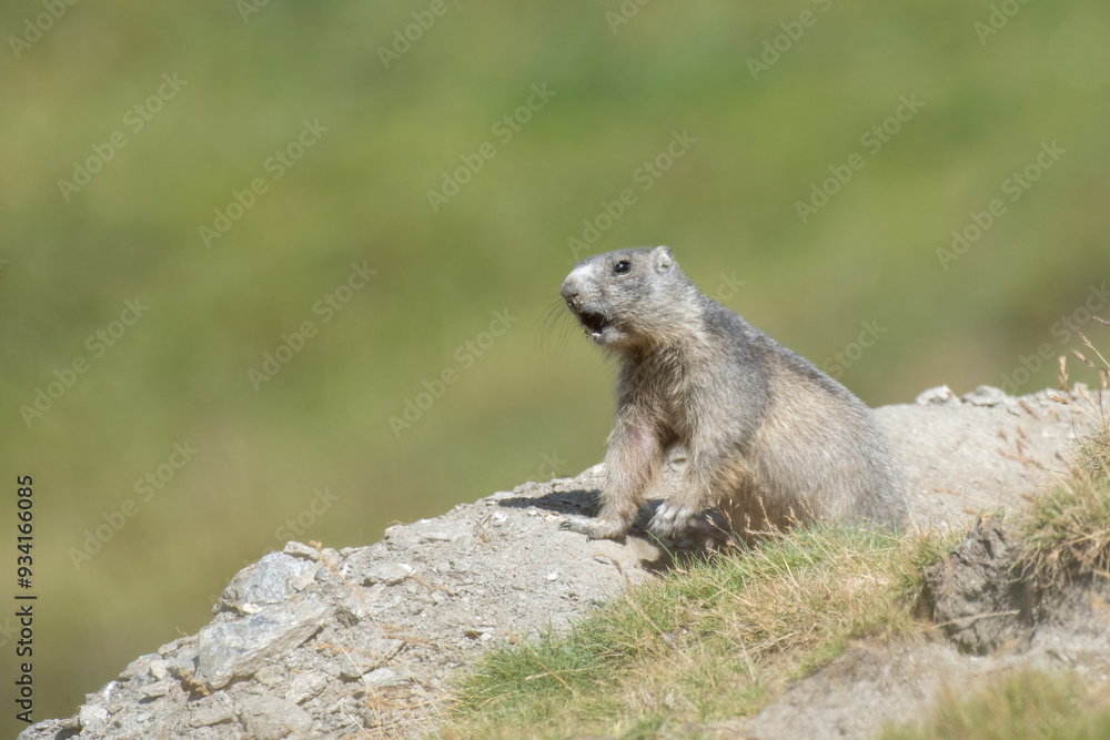 Alpine marmot or groundhog (Marmota marmota) whistling nearby the burrow, standing in a green alpine meadow on springtime. Alps Mountains, italy.