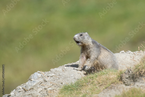 Obraz na płótnie Alpine marmot or groundhog (Marmota marmota) whistling nearby the burrow, standing in a green alpine meadow on springtime. Alps Mountains, italy. w salonie