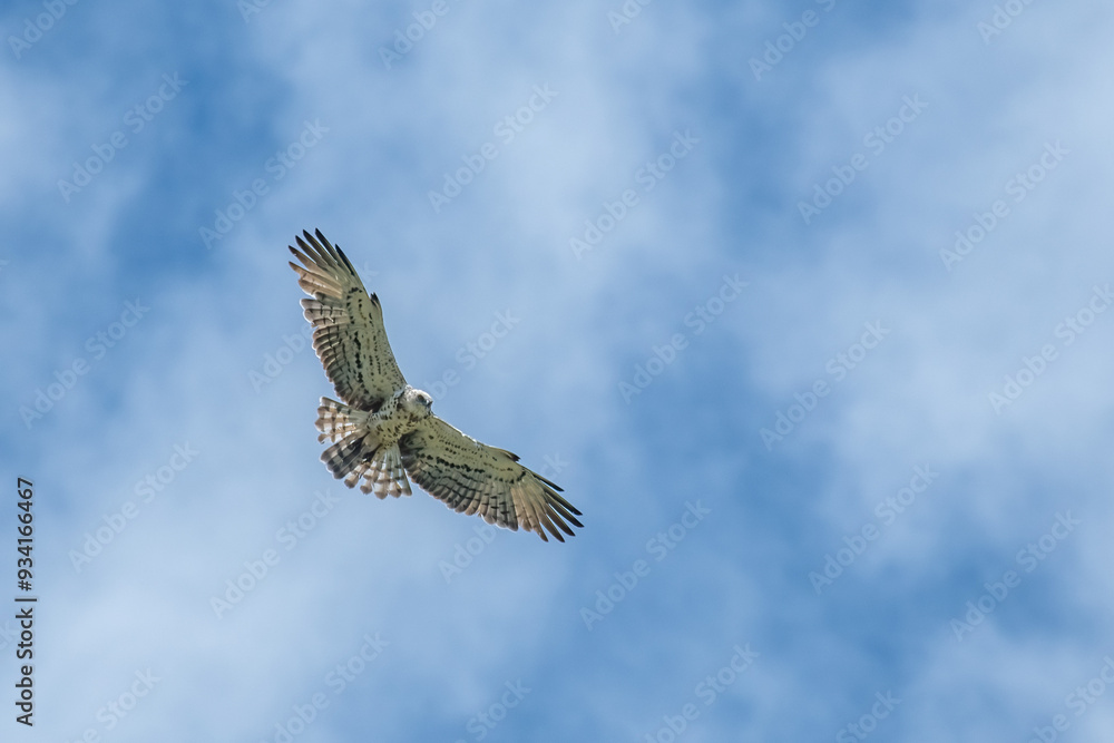 Wild short-toed snake eagle (Circaetus gallicus) in holy spirit flight, looking for prey (snakes), on blue sky background. Alps Mountains, Italy.