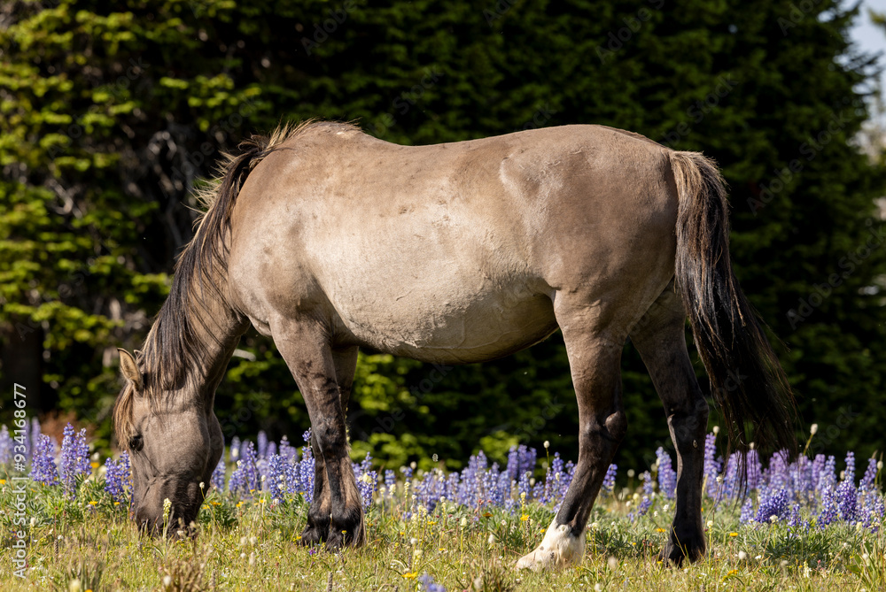 Beautiful Wild Horse in Summer in the Pryor Mountains Montana Beautiful Wild Horse in Summer in the Pryor Mountains Montana