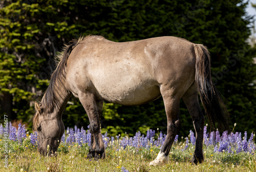 Beautiful Wild Horse in Summer in the Pryor Mountains Montana photo