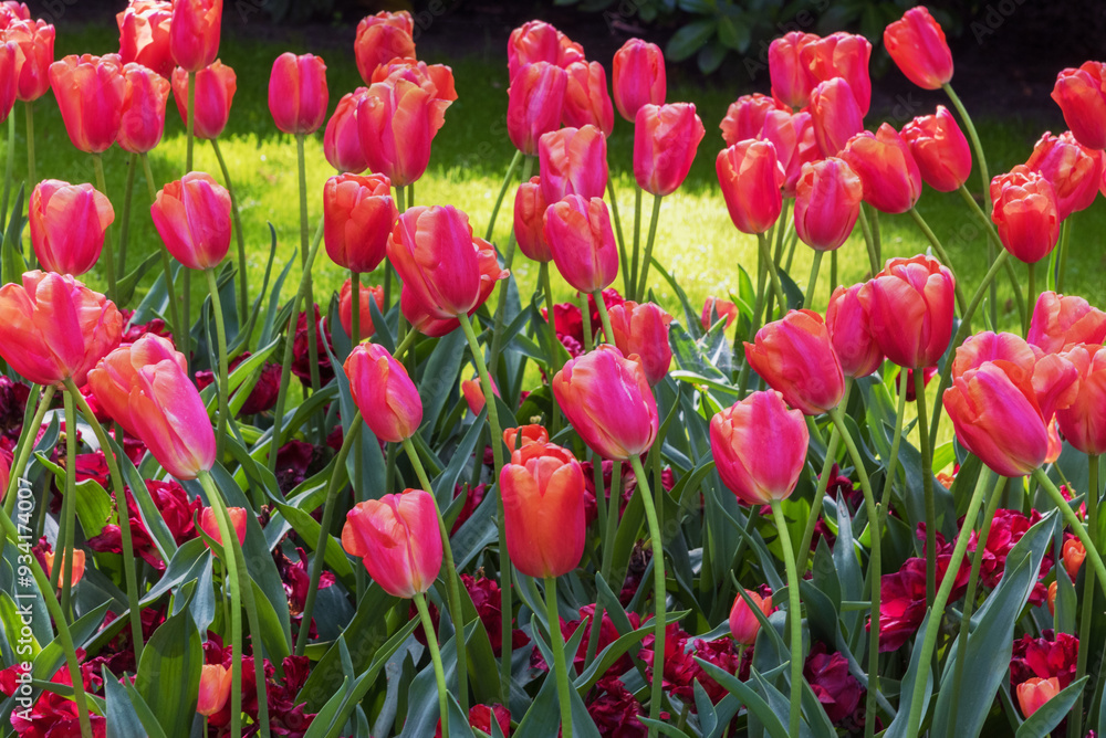Field of exotic varieties of blooming tulips Field of exotic varieties of blooming tulips