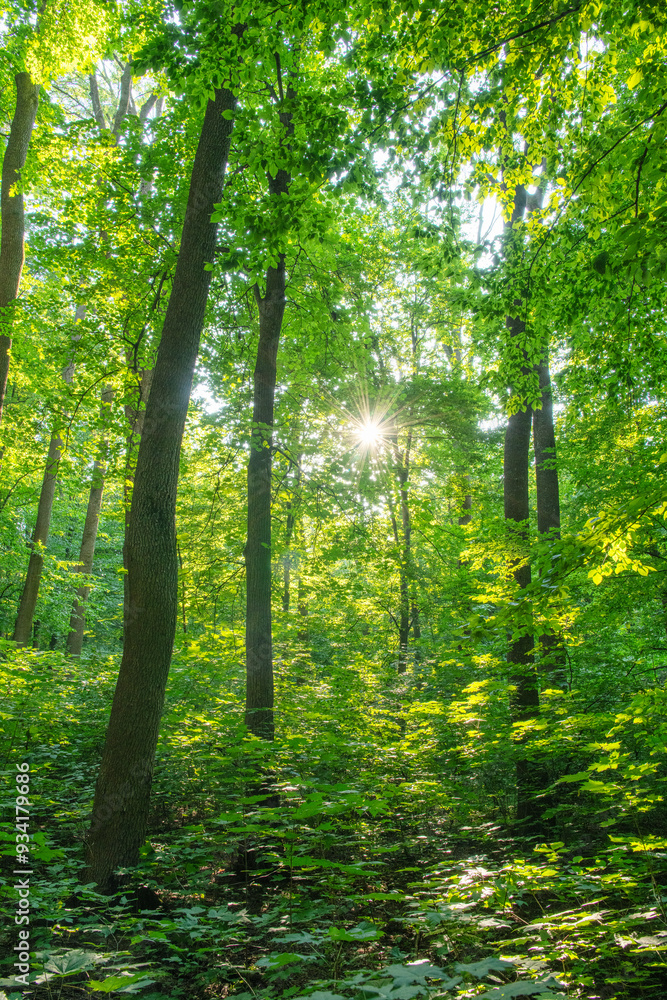 Sunlight in the green forest, spring time Sunlight in the green forest, spring time