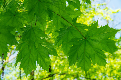 Green nature background with maple leaves background