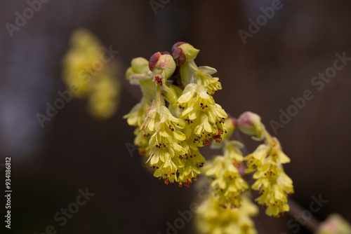 Spring background with Corylopsis spicata ( hazel glabrescens ) yellow catkins on branch without leaves on blurred bokeh background. photo