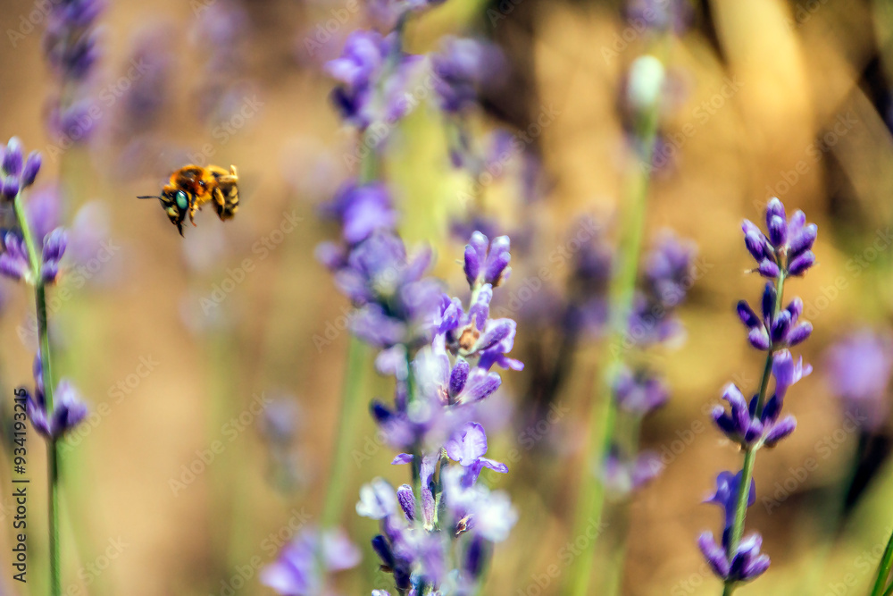 A small bee flies next to a beautiful lavender
A small bee flies next to a beautiful lavender