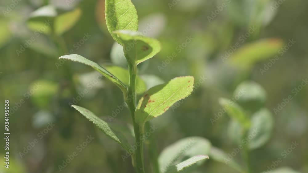natural wild blueberry with berries growth in forest at sunny day. macro footage natural wild blueberry with berries growth in forest at sunny day. macro footage
