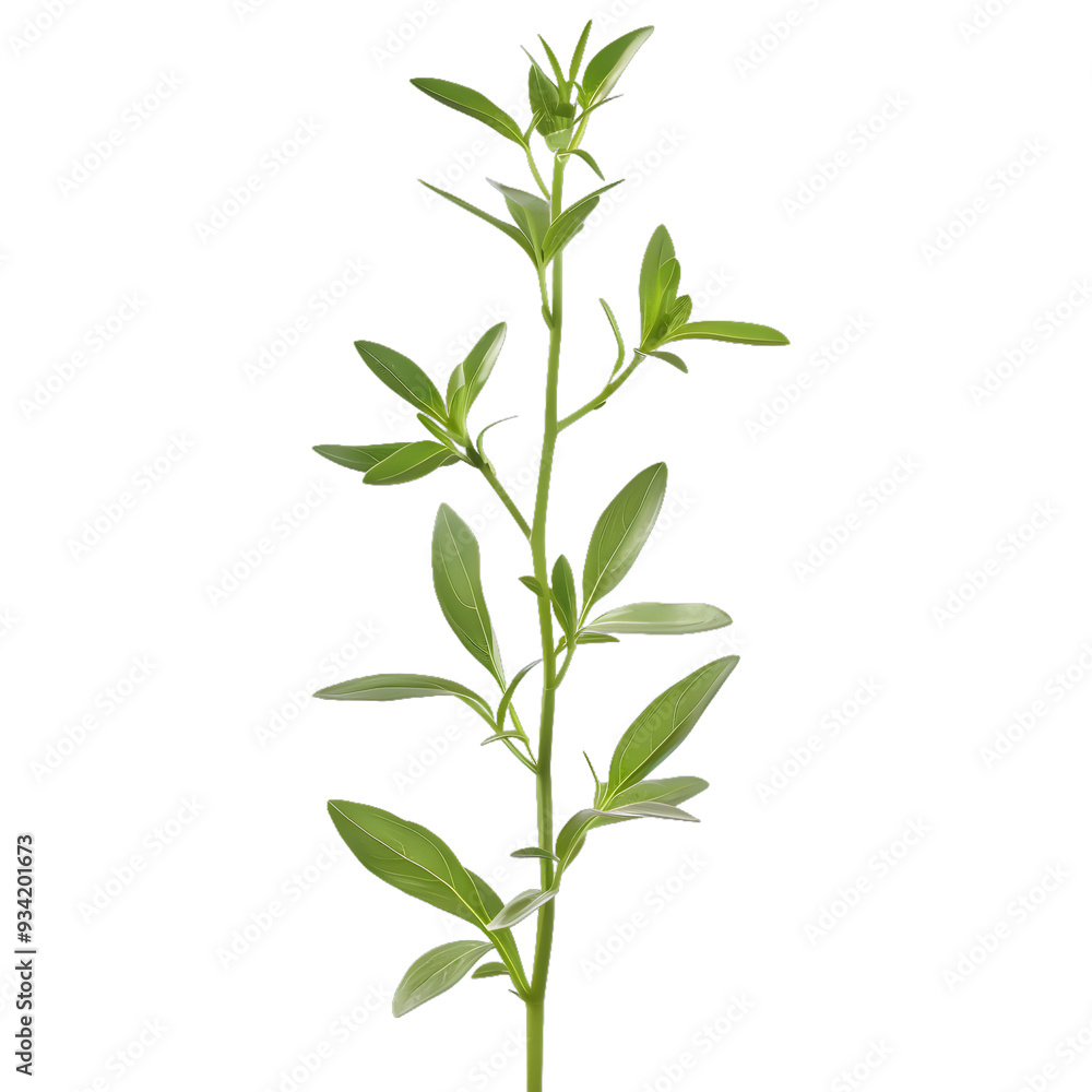 Obraz premium [Transparent Background PNG]Green Plant Branch with Leaves Isolated on White Background