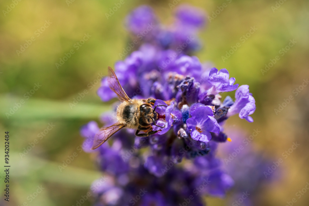 Honey Bee fly to a fresh lavender blossom with soft bokeh background Honey Bee fly to a fresh lavender blossom with soft bokeh background