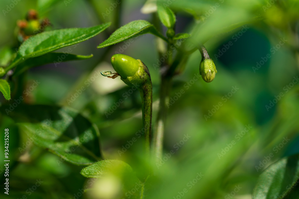 Chili blossom during growth phase with soft bokeh background Chili blossom during growth phase with soft bokeh background